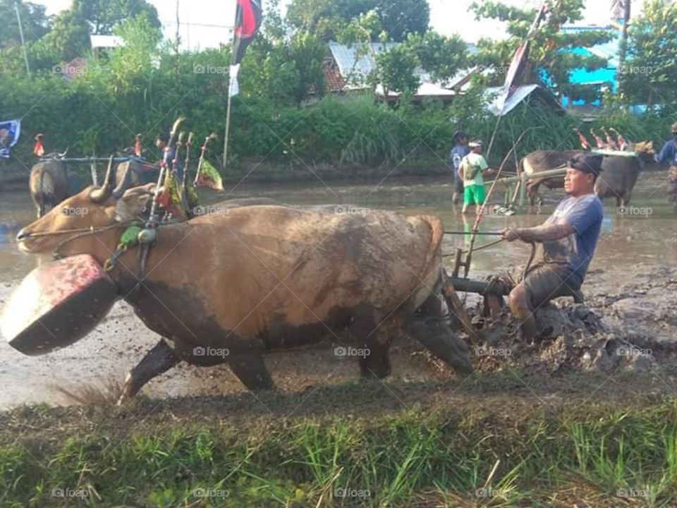 traditional event lombok