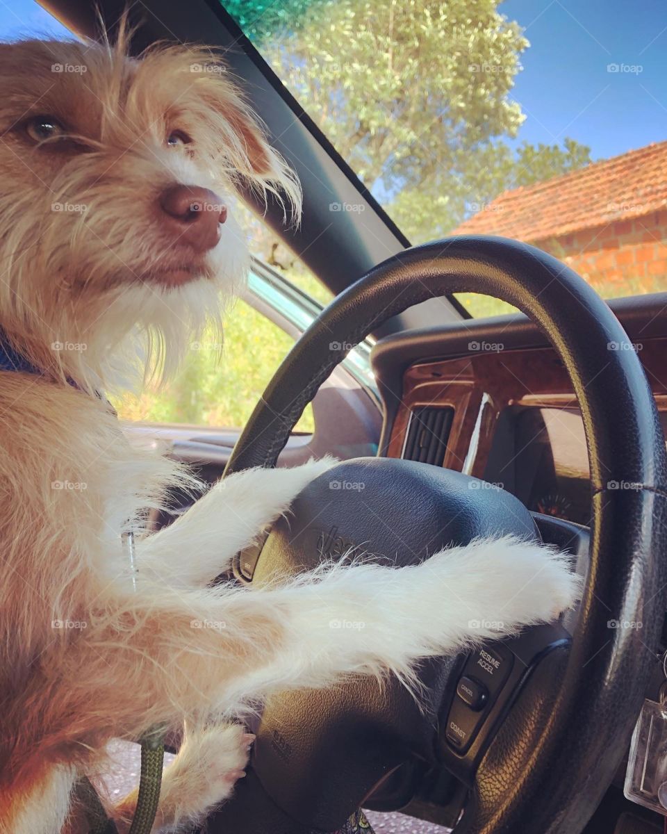 Dog at the steering wheel of a car, looking towards passenger seat