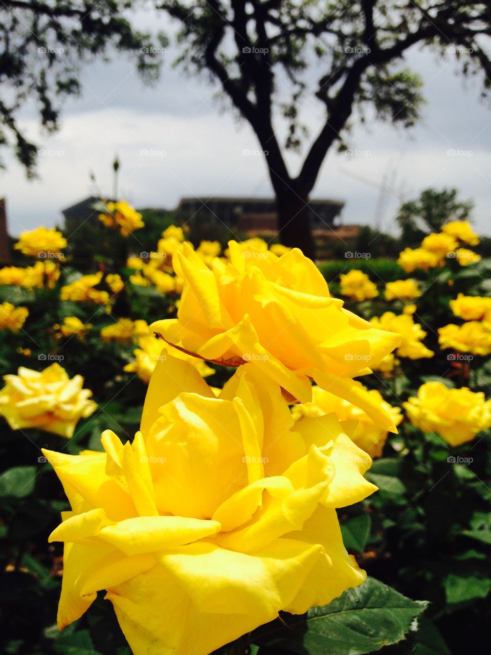 Yellow Roses in Aggieland 