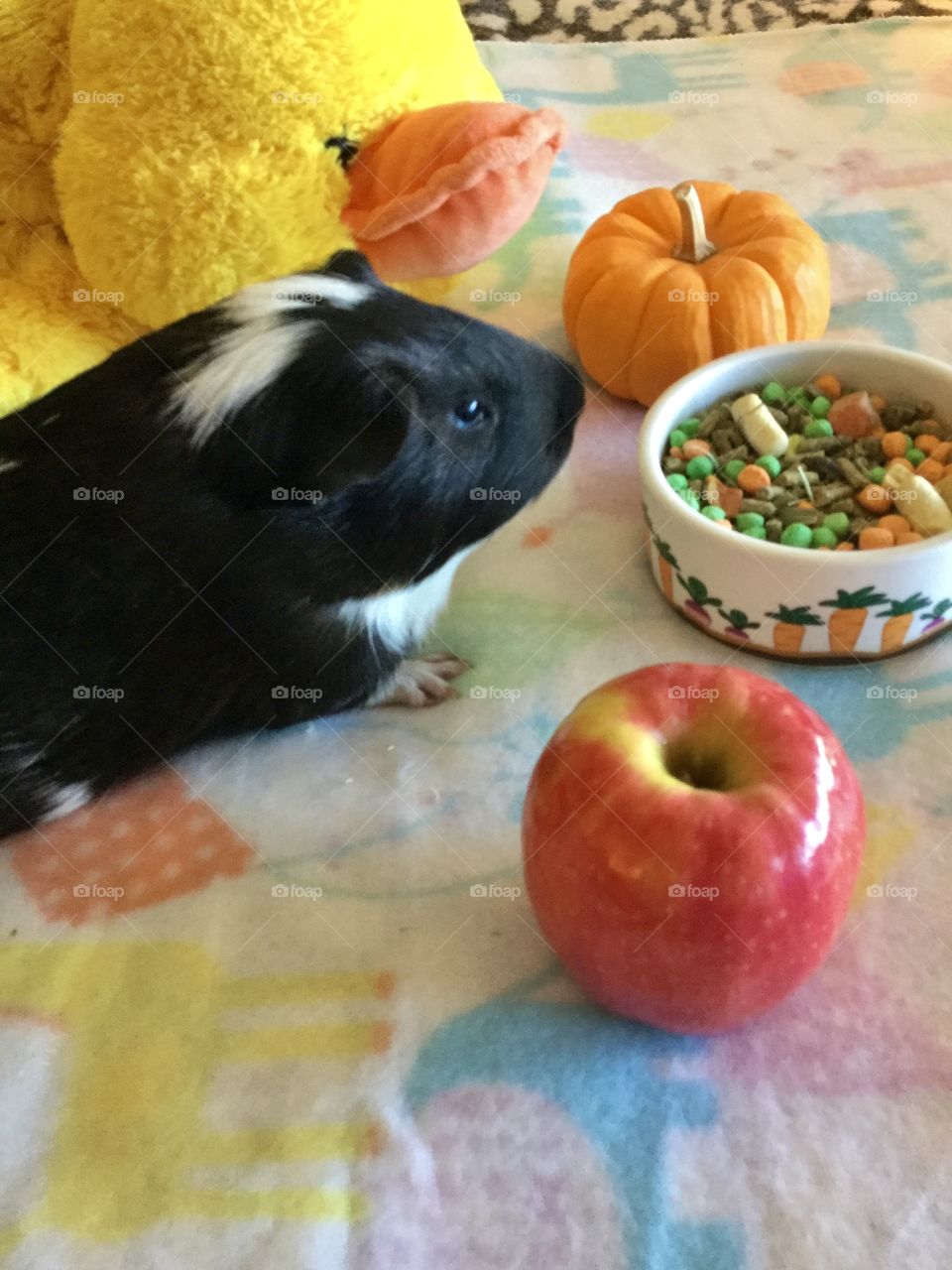 Red Apple and pumpkin with Timmy boy 