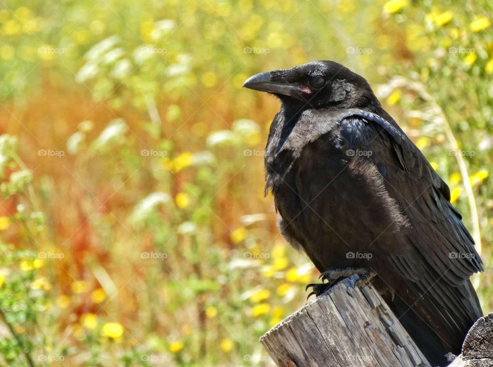 Noble Raven. Lone Raven Perched On A Rural Fence
