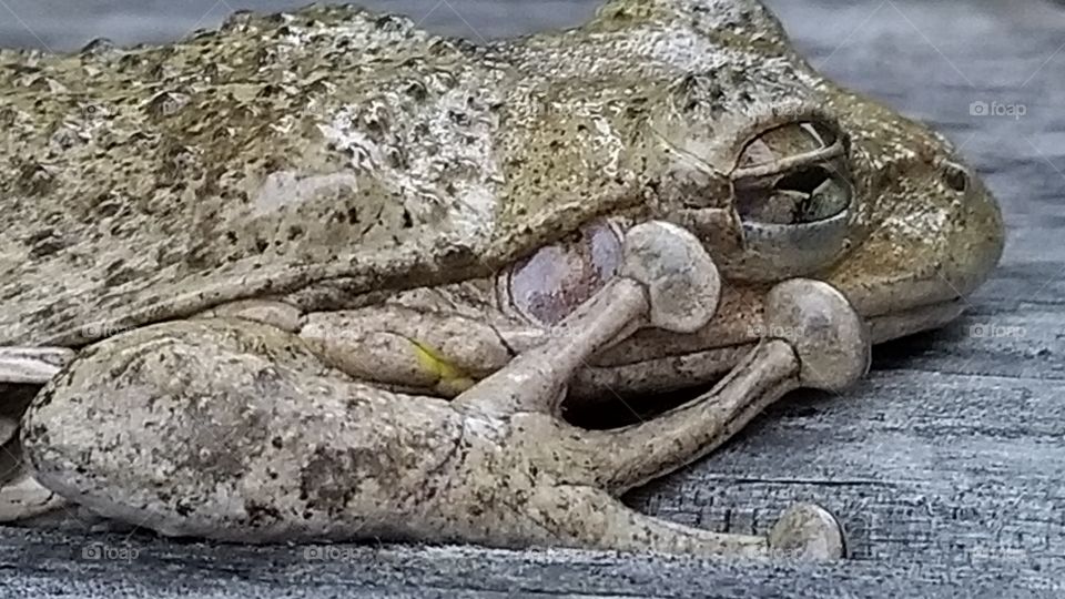 This frog has huge suckers on its feet.