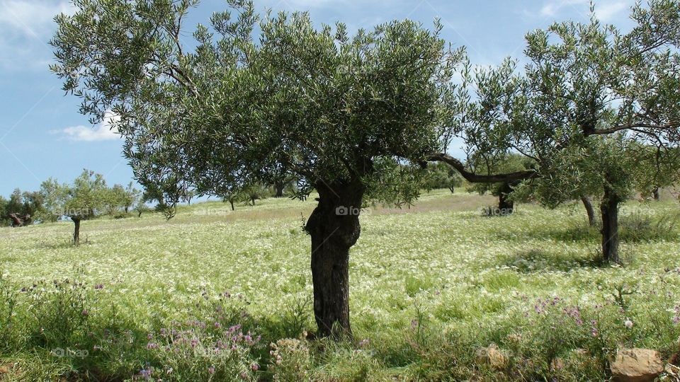 Spain Olive Tree