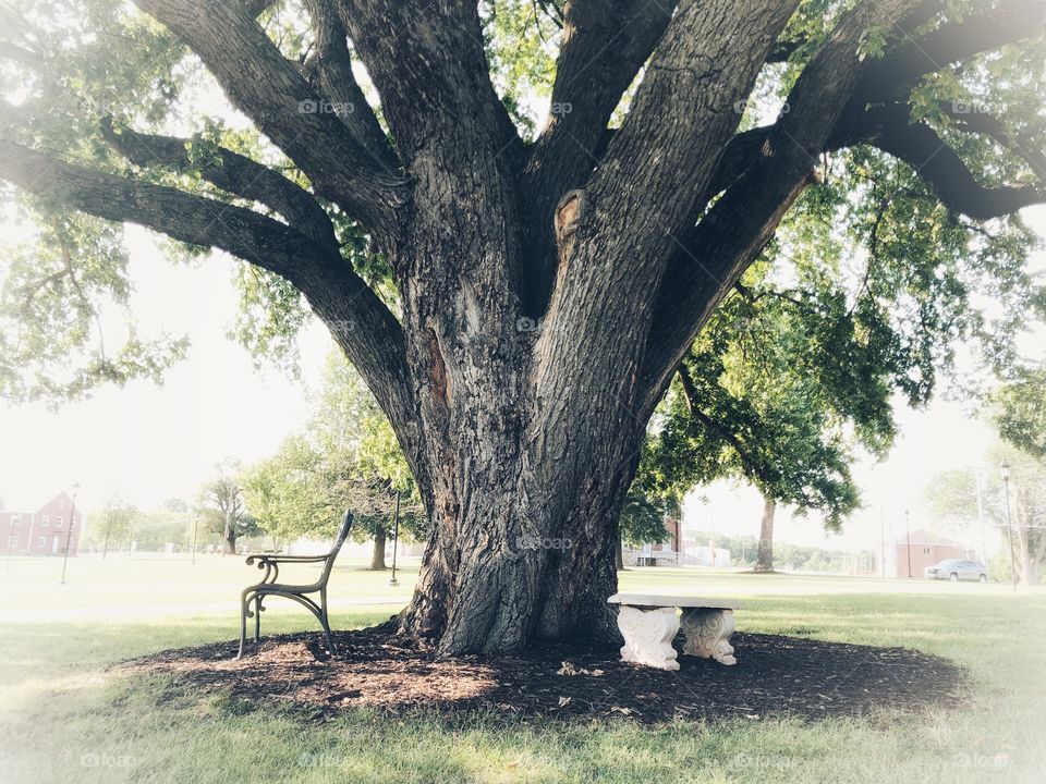 Old shade tree. 