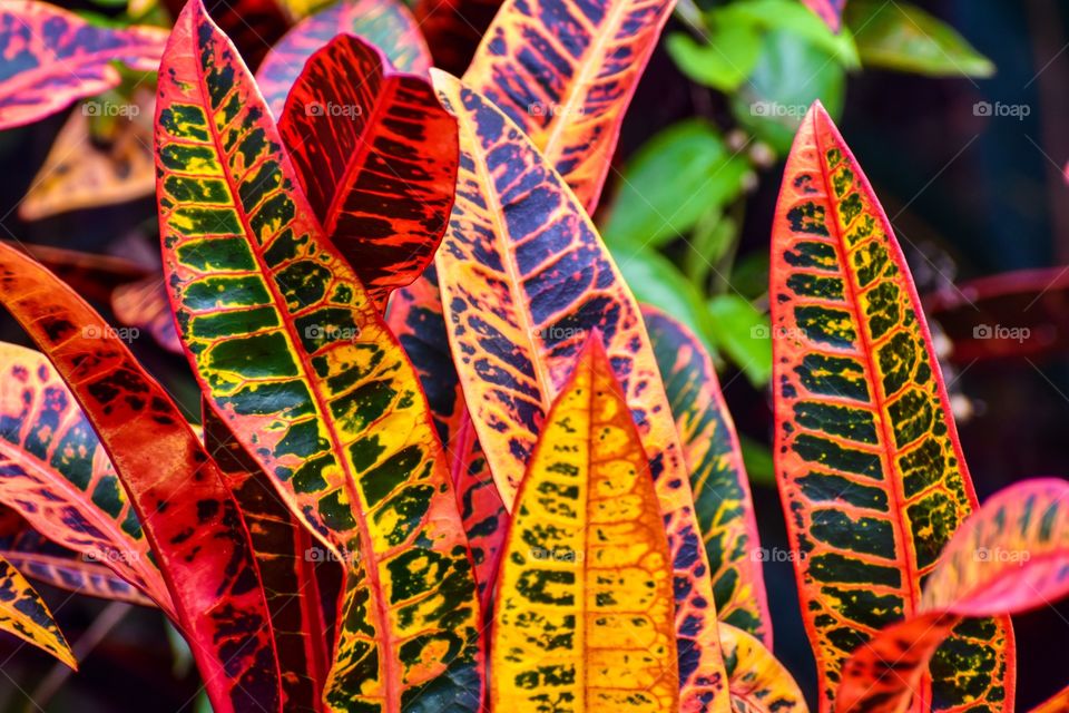 Colorful croton leaves