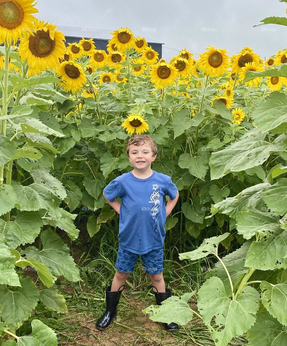 Little boy in field of sunflowers 