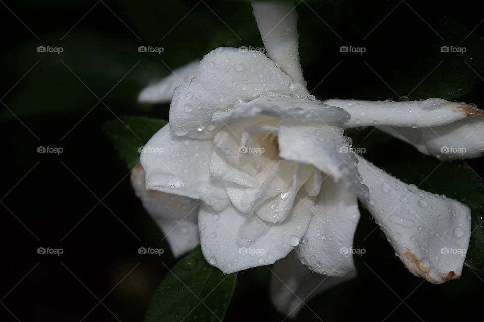 Close-up of wet flower