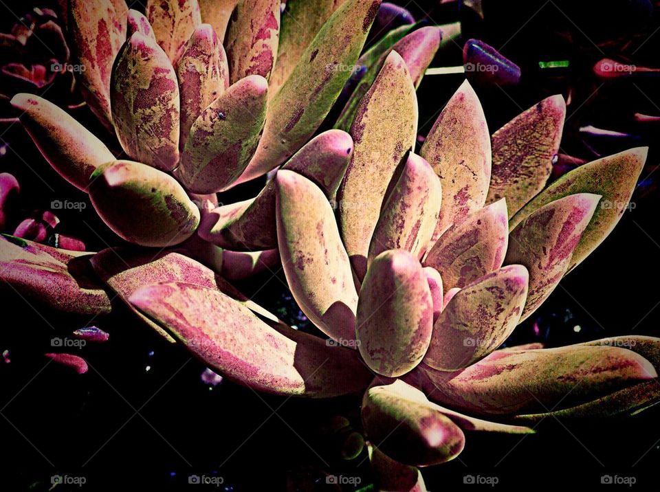 Succulent succulents