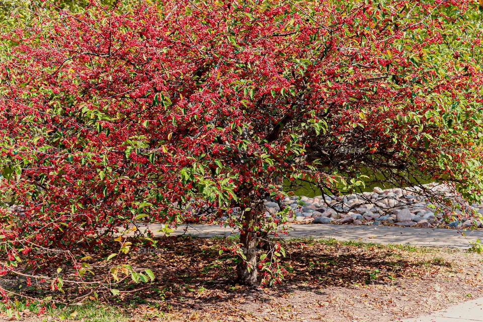 red and green tree