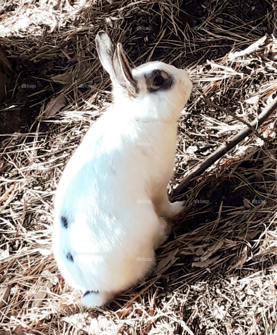 cute rabbit in the park