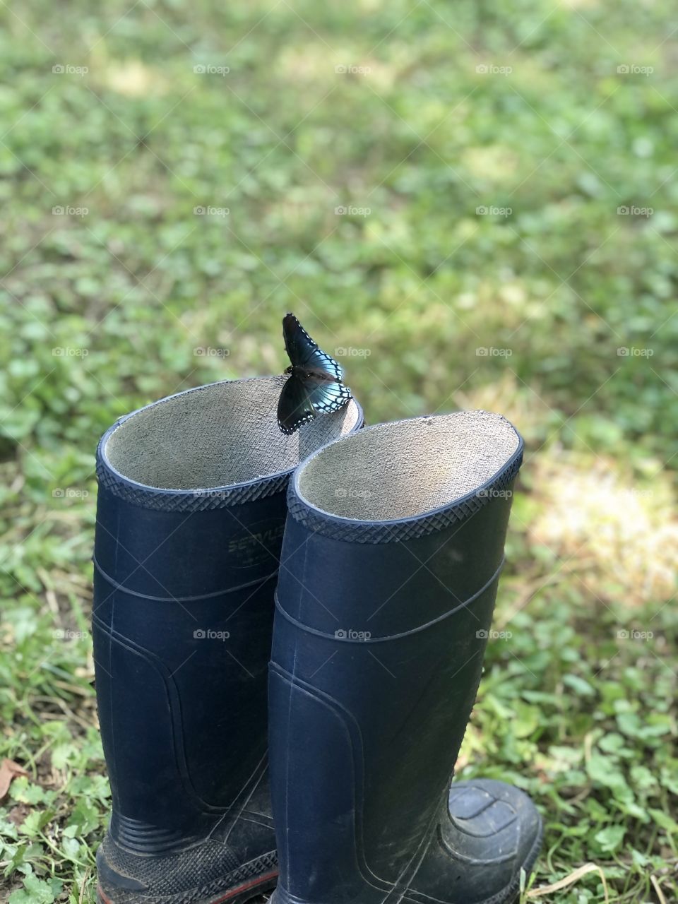 Butterfly enjoying my boots on creek bank