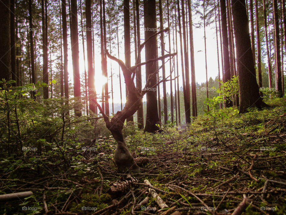 The Forest is my life