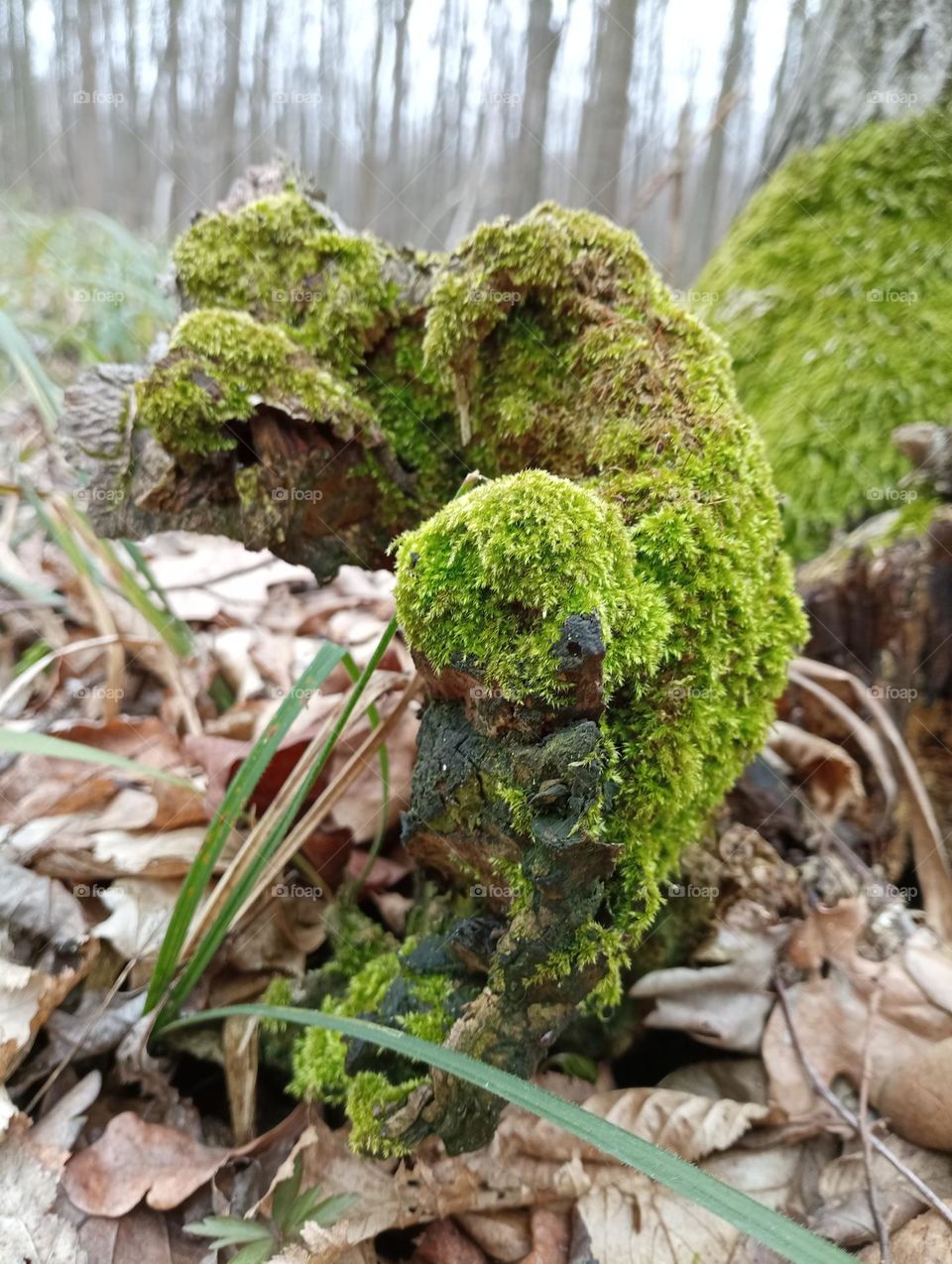 Nature, creation of nature