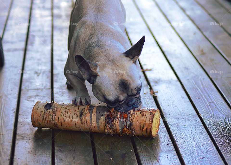 Close-up of a playing dog