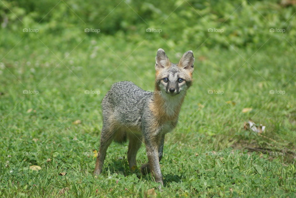 gray fox photo shoot