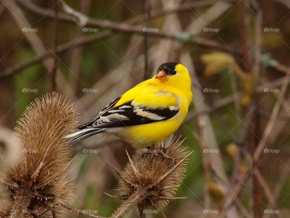 American goldfinch