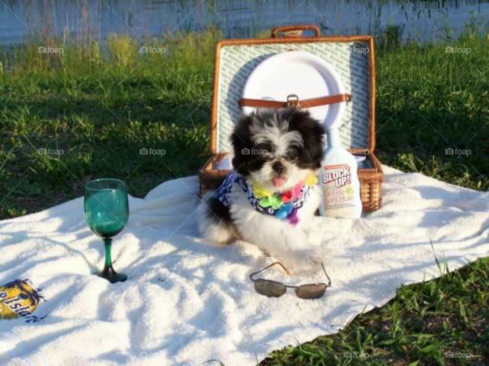 Our puppy having a picnic.