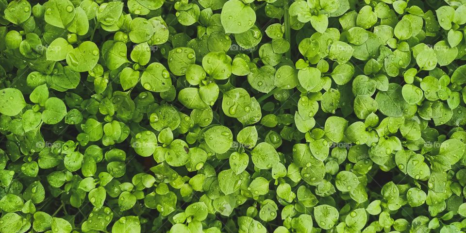 green plant leaves in raindrops