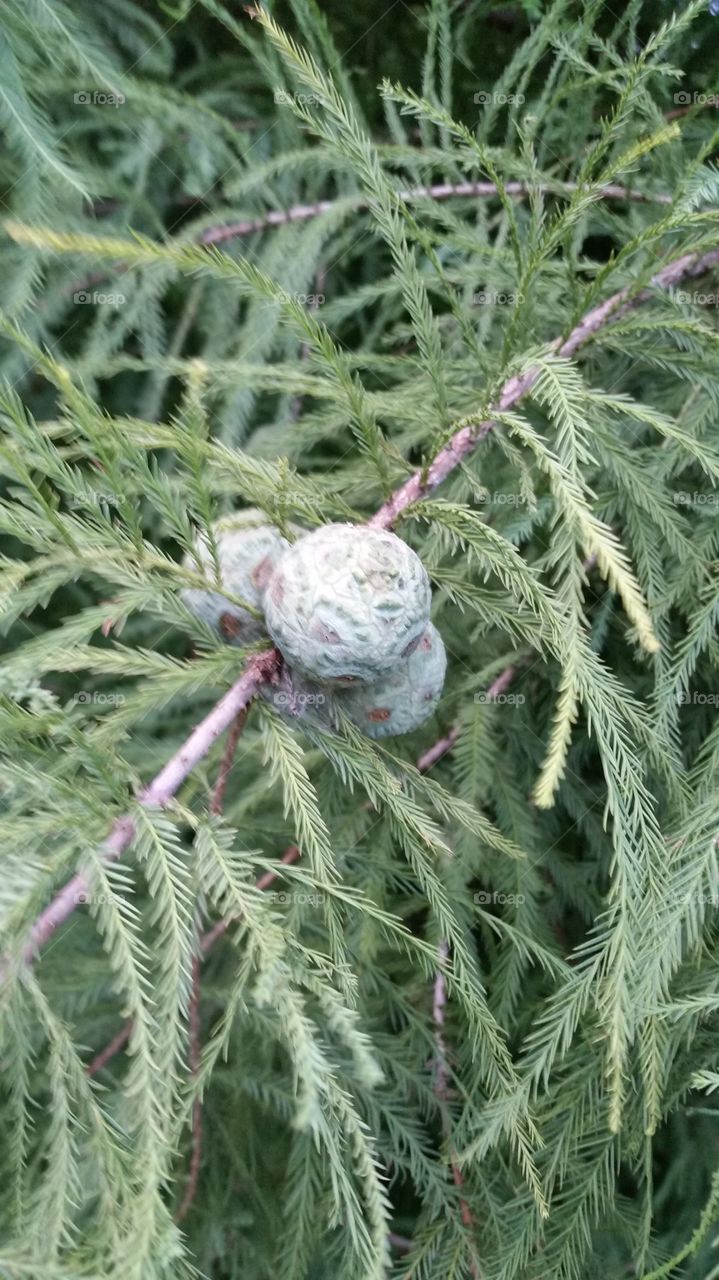 round pine cones