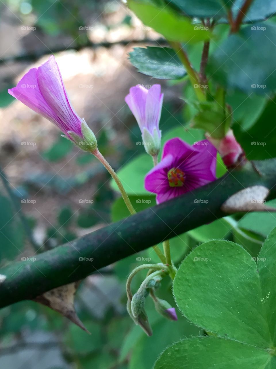 Purple clover spring flowers