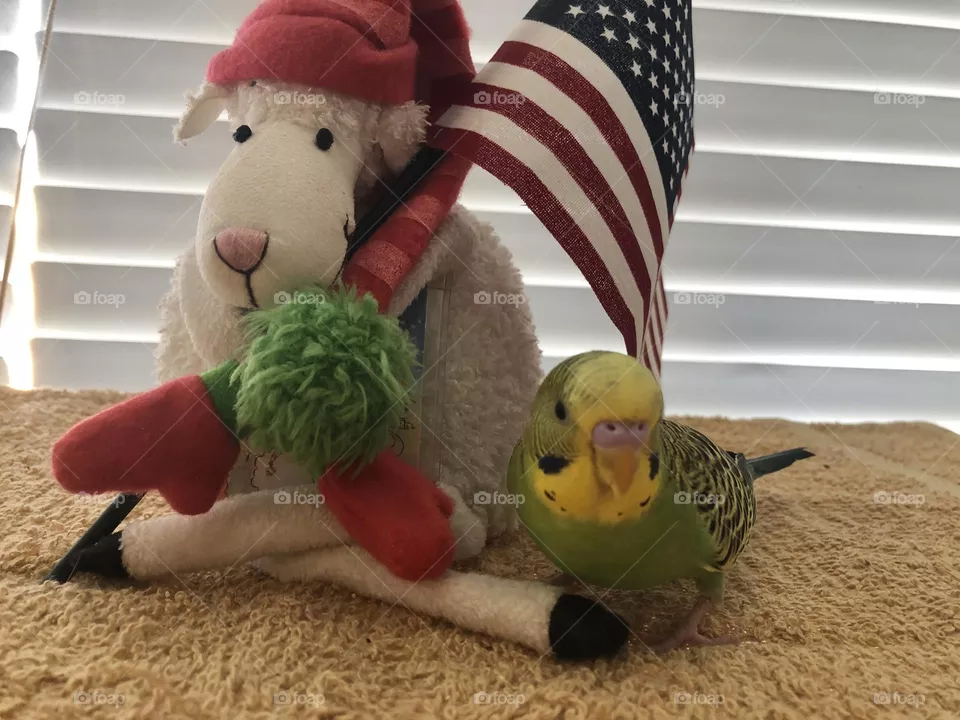 Relaxing under the flag . Family pet 