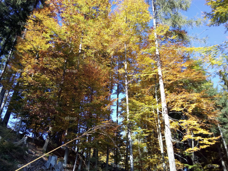 Autumn in the Black Forest