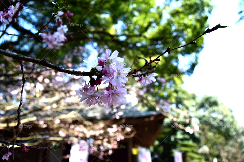 Sakura and kagura hall