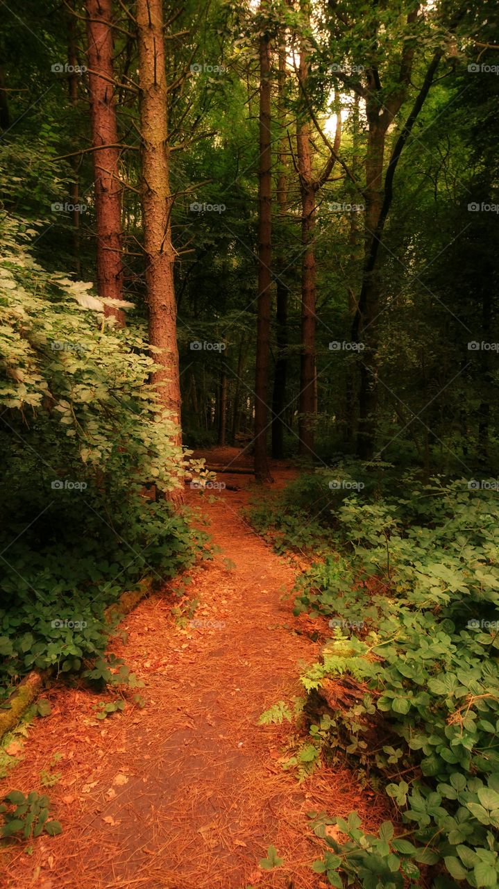 Footpath passing through forest
