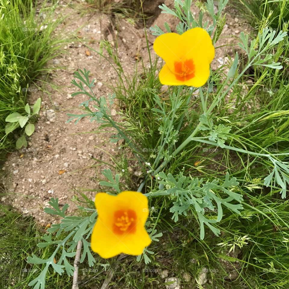 Yellow Flower Desert Duo