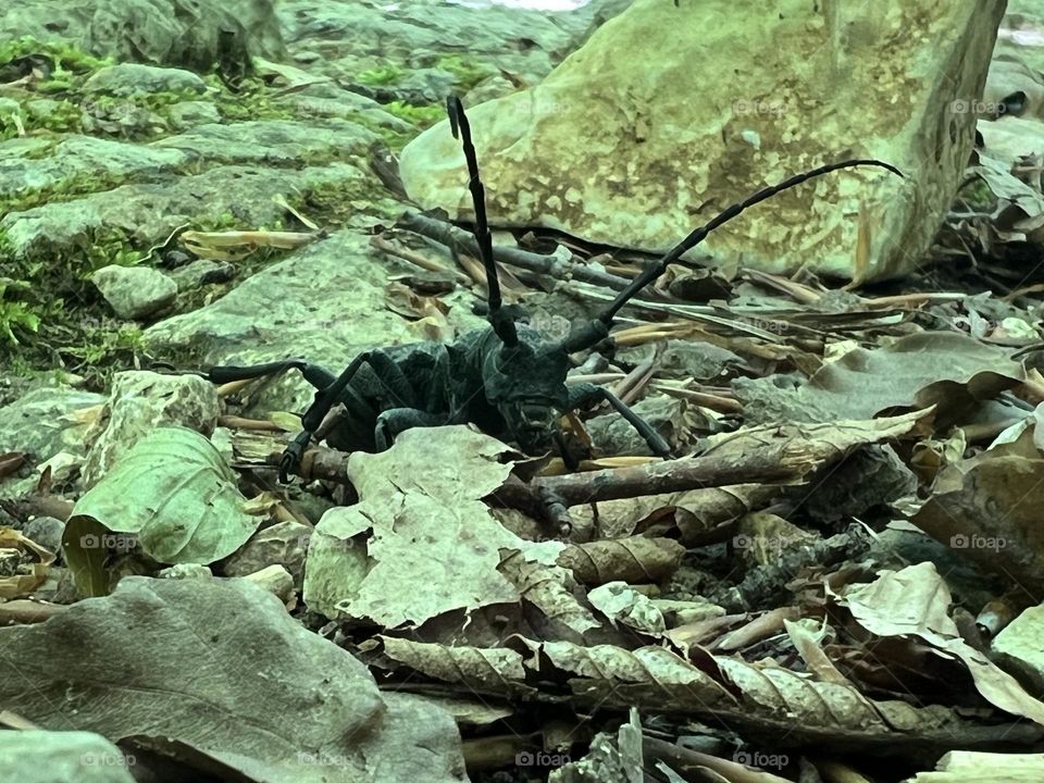 Beetle(juice) Beetle(juice)