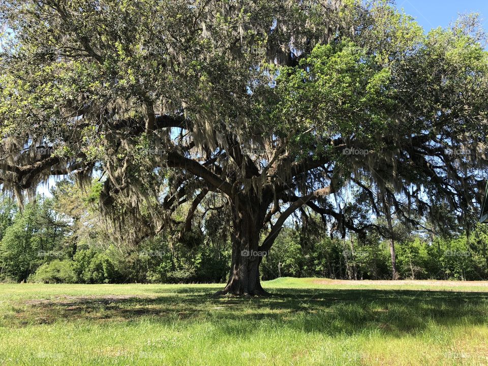 Large tree
