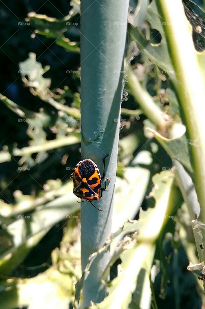 harlequin bug .