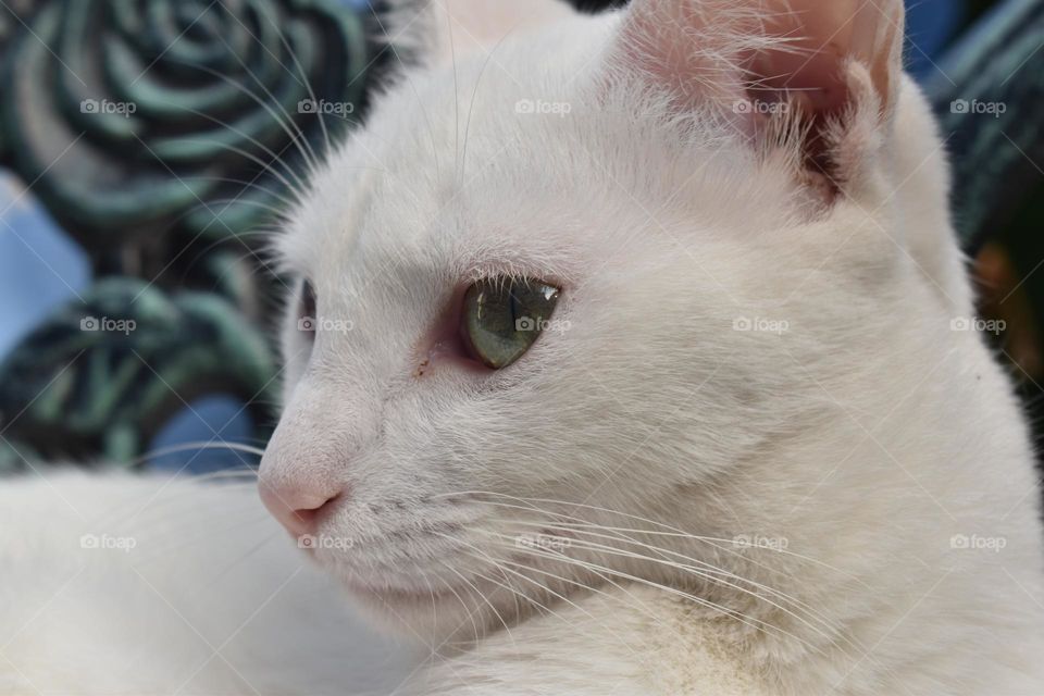 a white feline