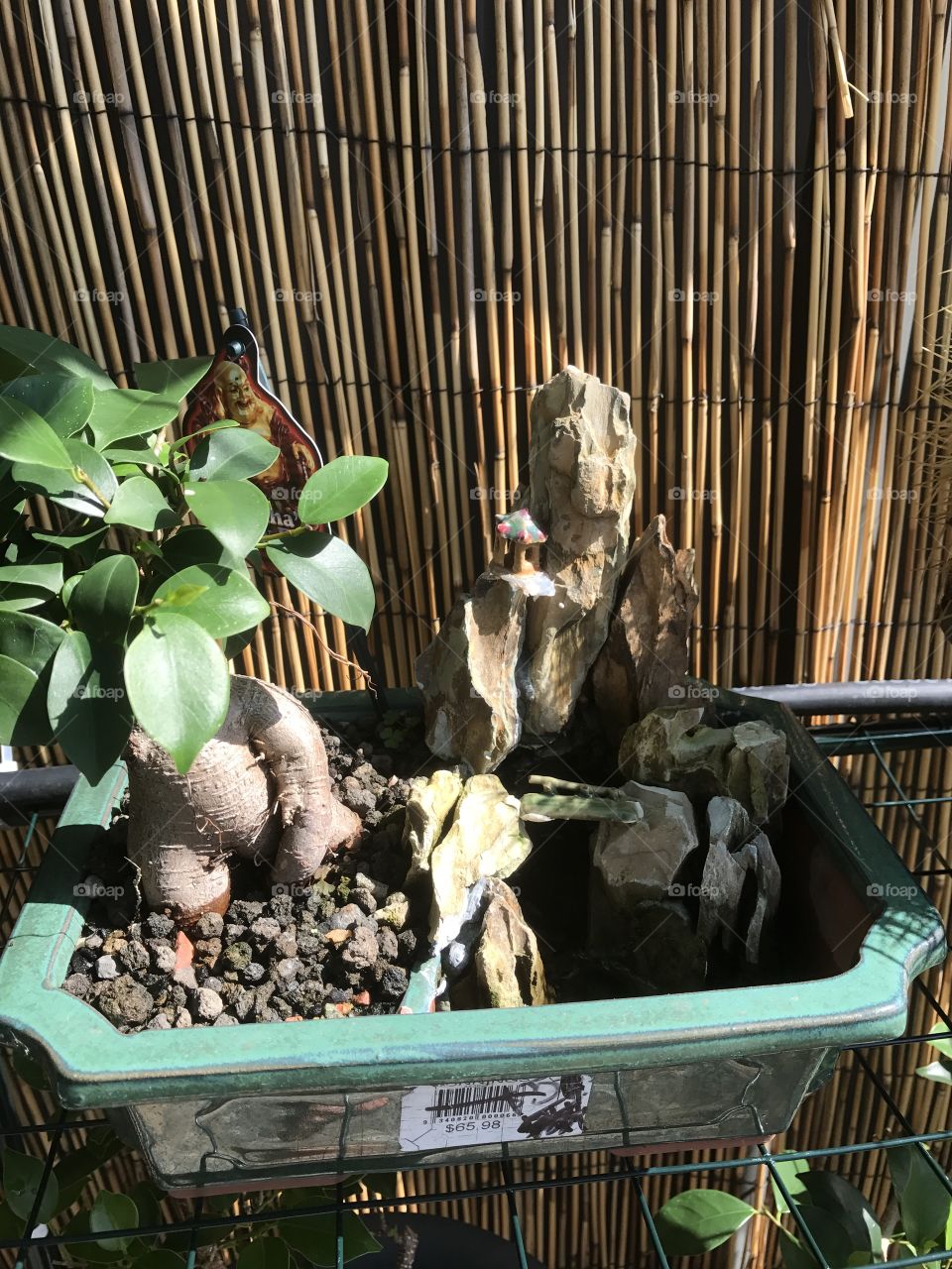 Another one of my pot-bellies figs. This was a gift from a friend last Christmas. The landscape was also purchased but separately. This little fig is growing well and loving it's new home. Photo taken in May 2017
