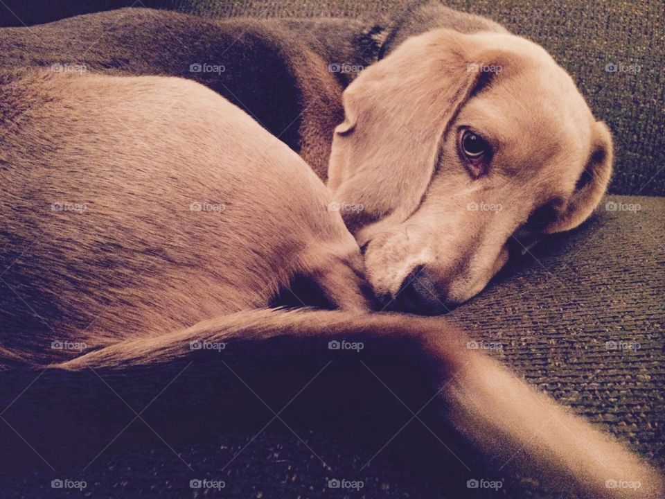 Tired beagle 