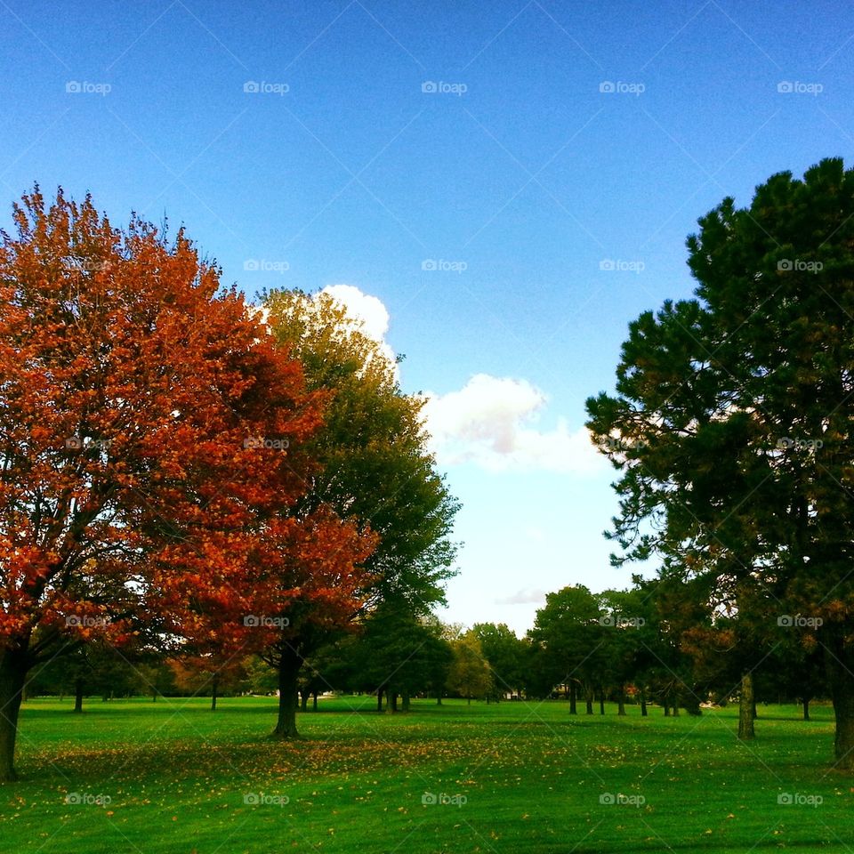 Fall Golf Course