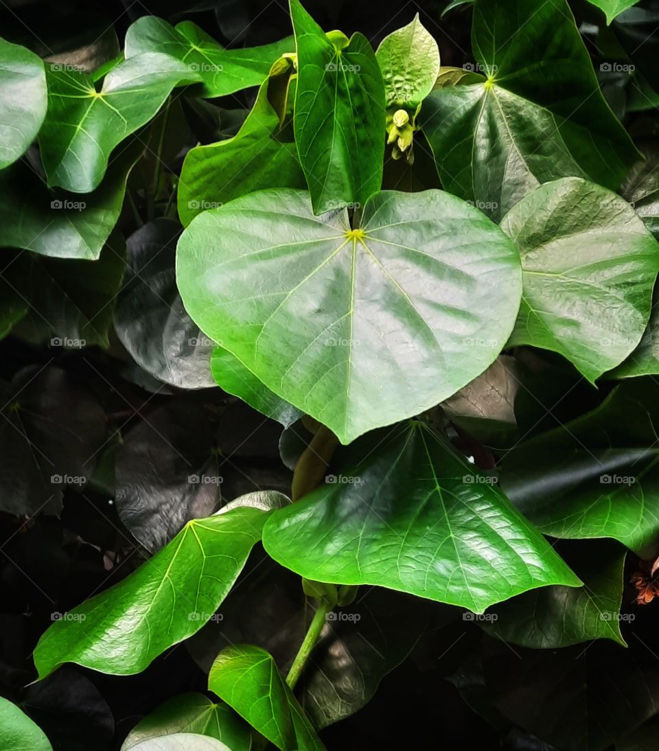 Tree leaf,tree,leaf,big leaf,green,foliage,colorful,nature,landscape,season,summer,spring,floral,blossom,blooming,garden,gardening,botany