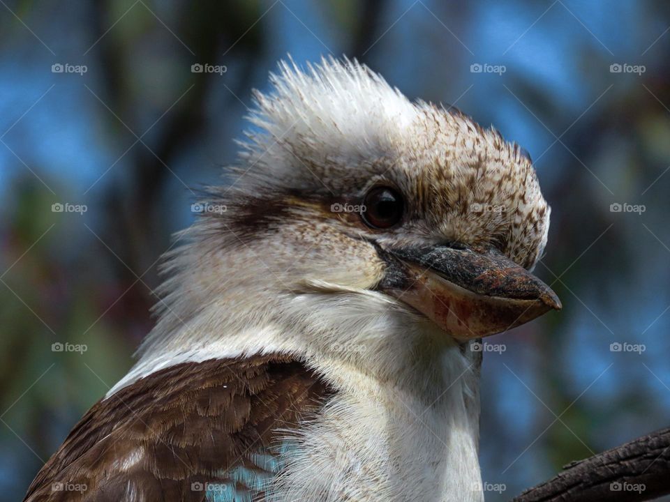 Kookaburra closeup