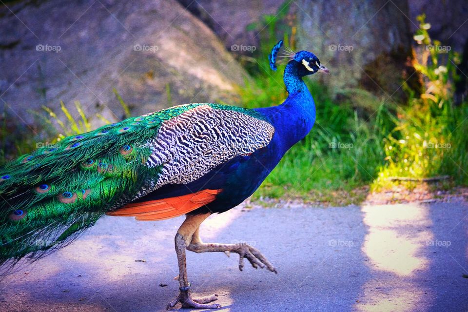 Peacock