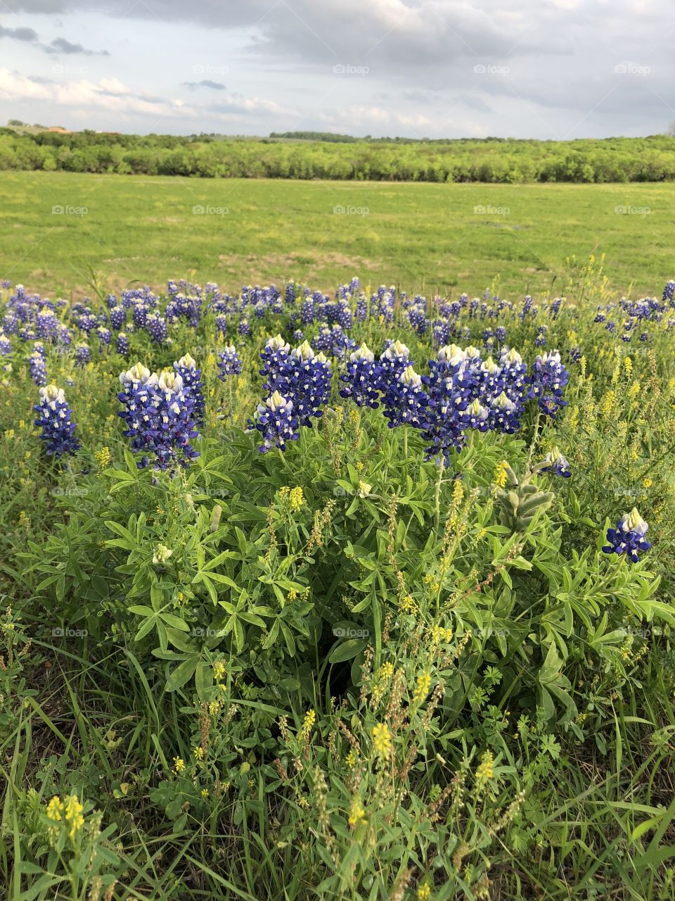 Bluebonnets In a Texas field 