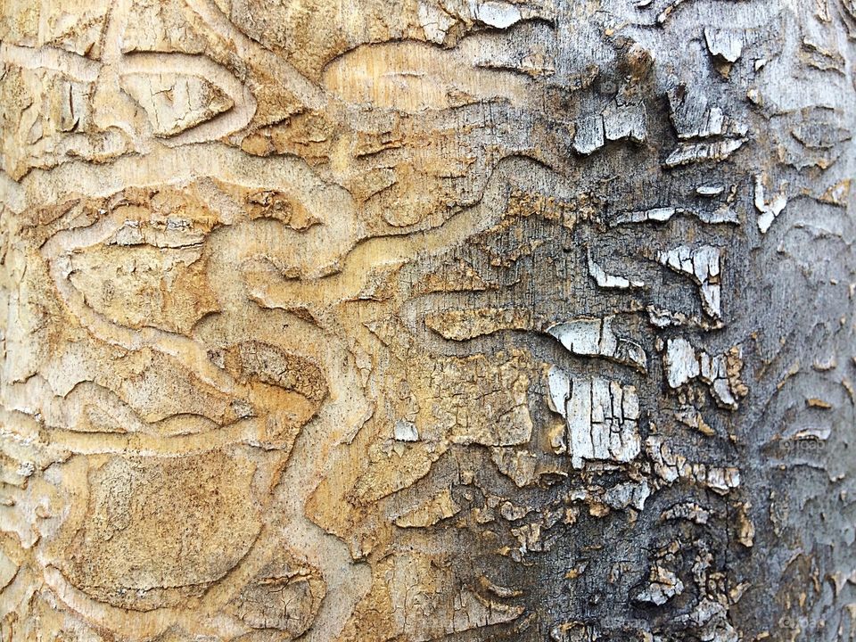 Natural design on tree trunk made by bugs
