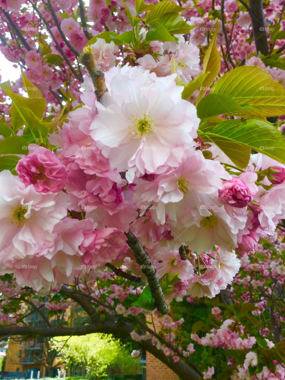 Blooming Cherry blossoms in Virginia 