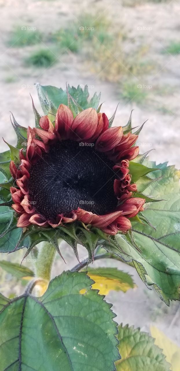 Autumn Sunflower