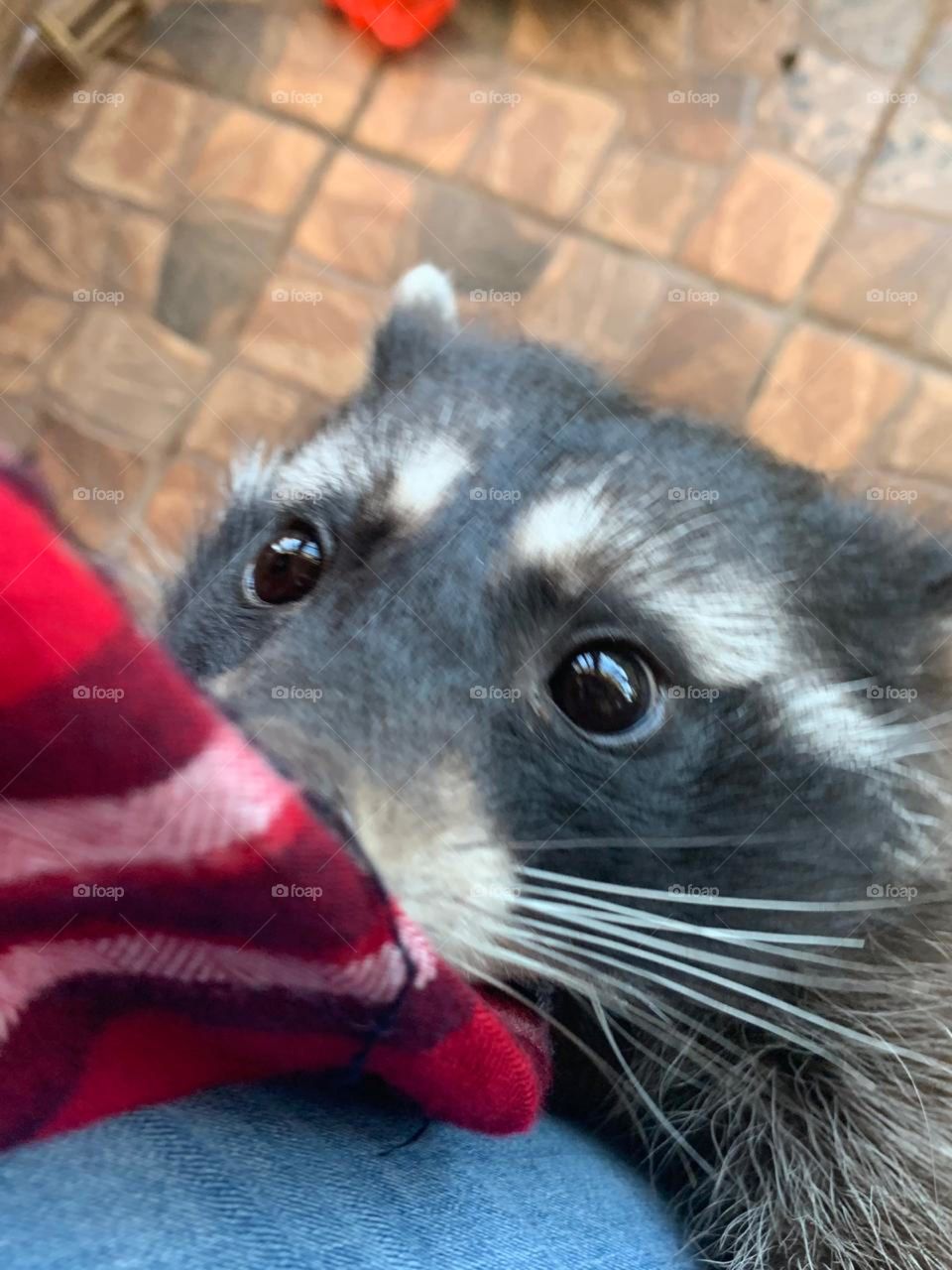 Контактный зоопарк 