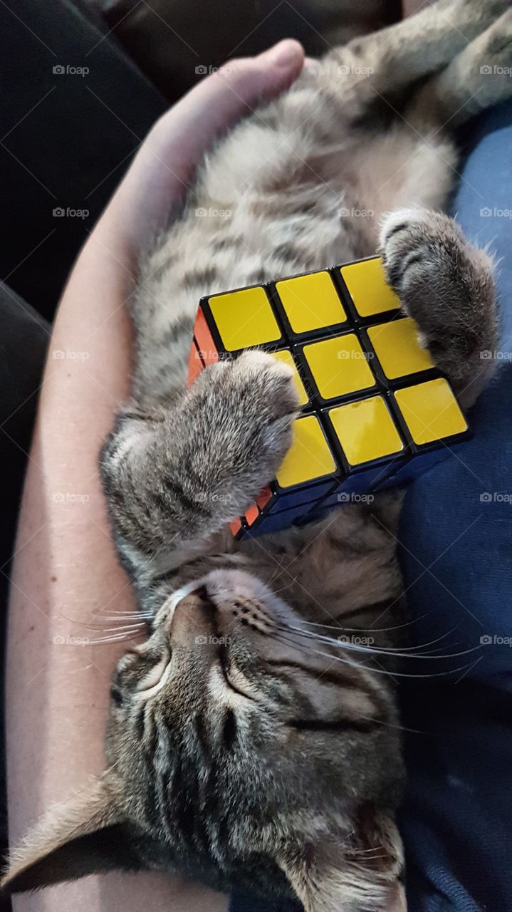Rubik's kitten