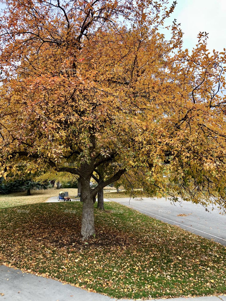 Fall in Boise