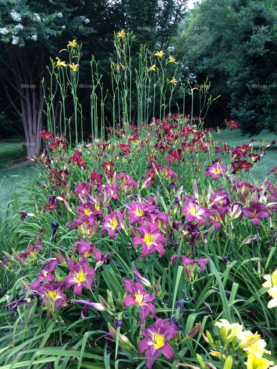 Daylily fields