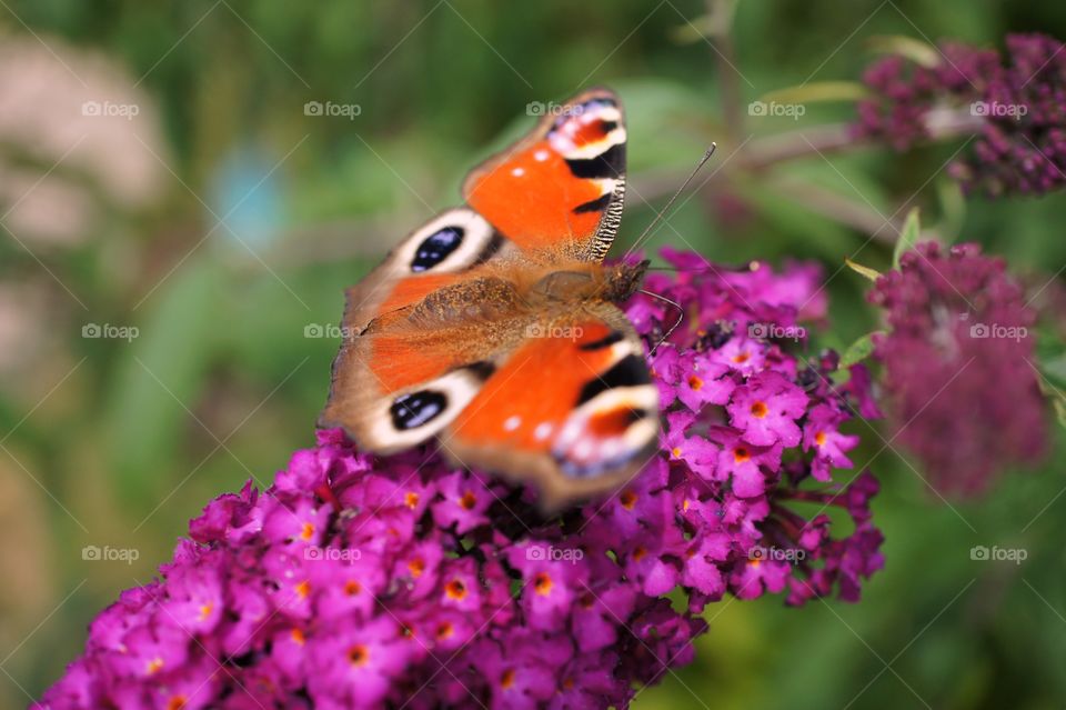 Peacock butterfly