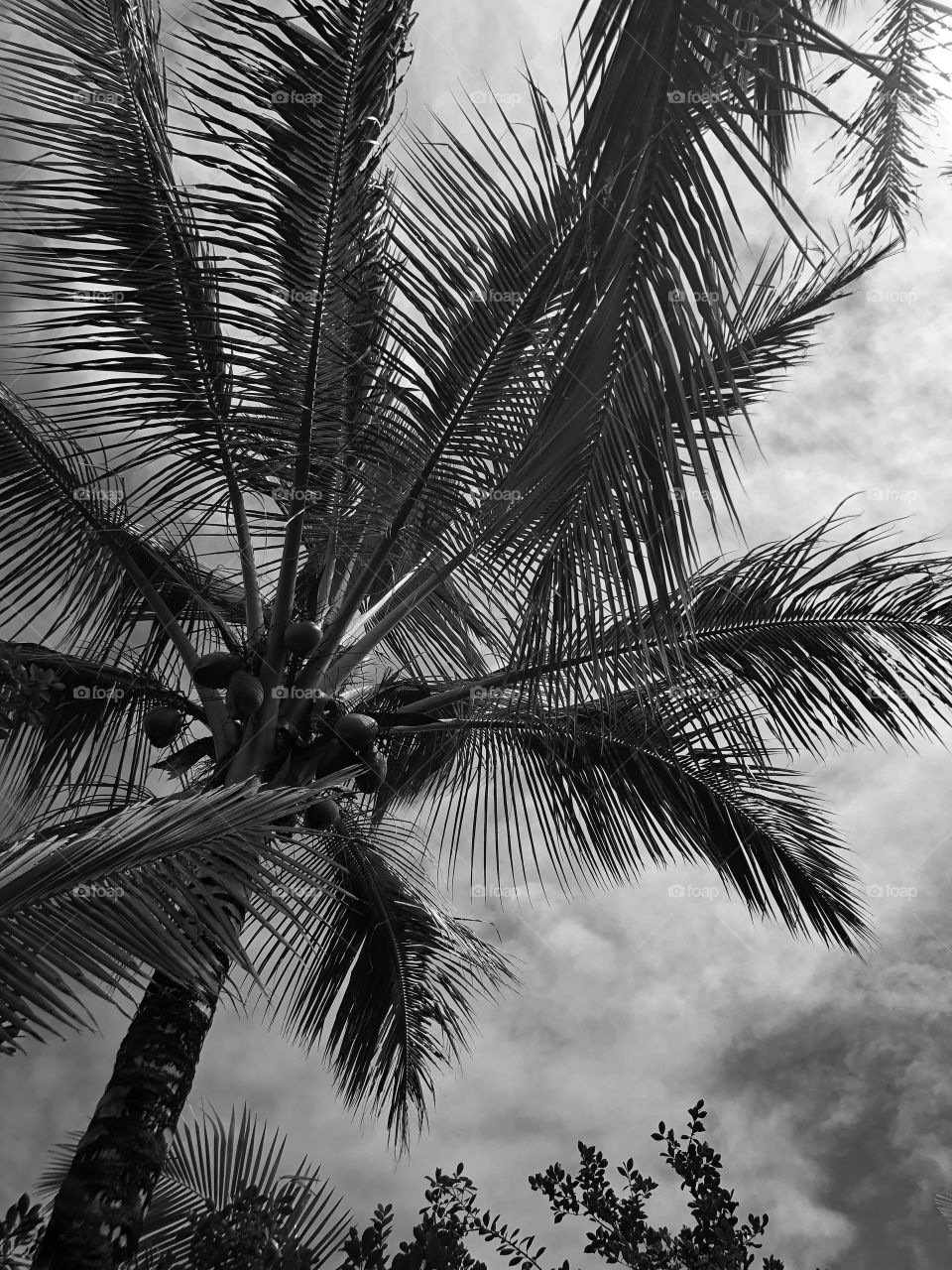 coconut tree with the sky in Hawaii - black and white