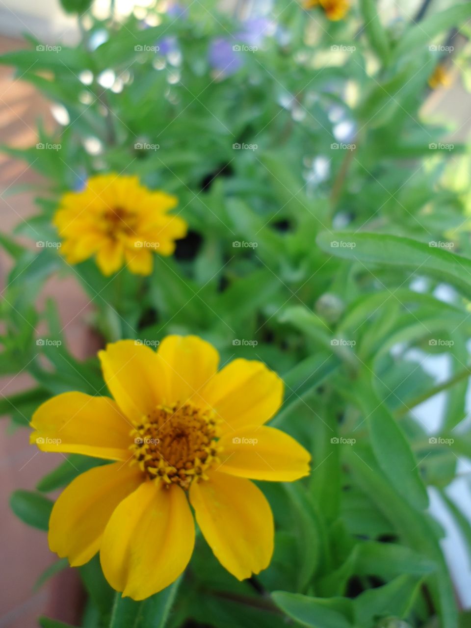 My yellow flowers. My beautiful yellow flowers